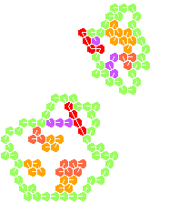 aXoris, ancêtre de Gem-graph, en pleine division.